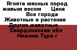 Ягнята мясных пород живым весом.  › Цена ­ 125 - Все города Животные и растения » Другие животные   . Свердловская обл.,Нижняя Тура г.